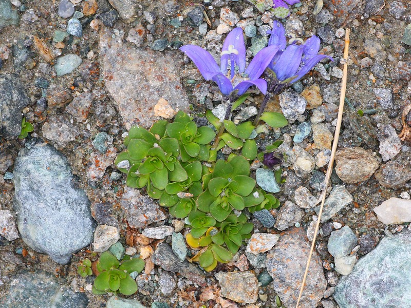 Campanula cenisia / Campanula del Moncenisio